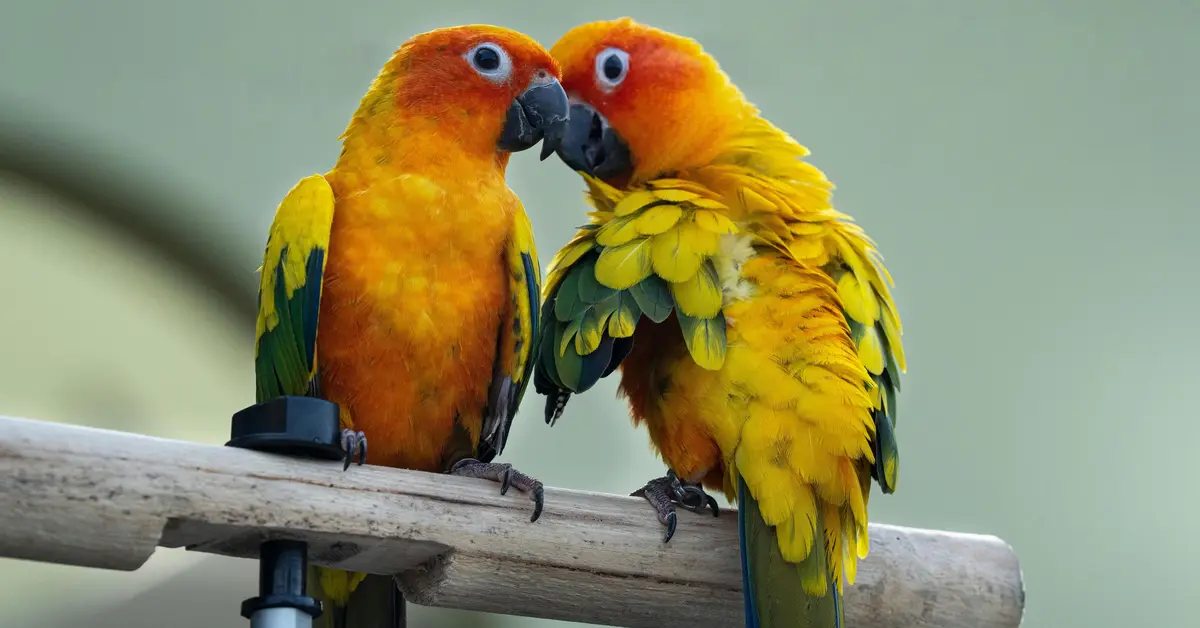 পোষা পাখির যত্নে প্রয়োজনীয় ১০টি টিপস